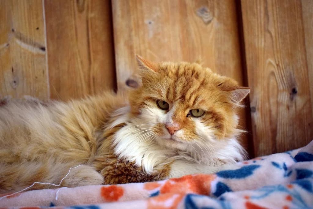 Butch, rot  4yo European Shorthair for adoption at Tierheim Quellenhof Passbrunn