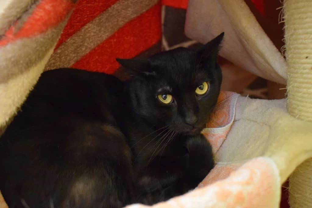 Juppi,  5yo European Shorthair for adoption at Tierheim Quellenhof Passbrunn