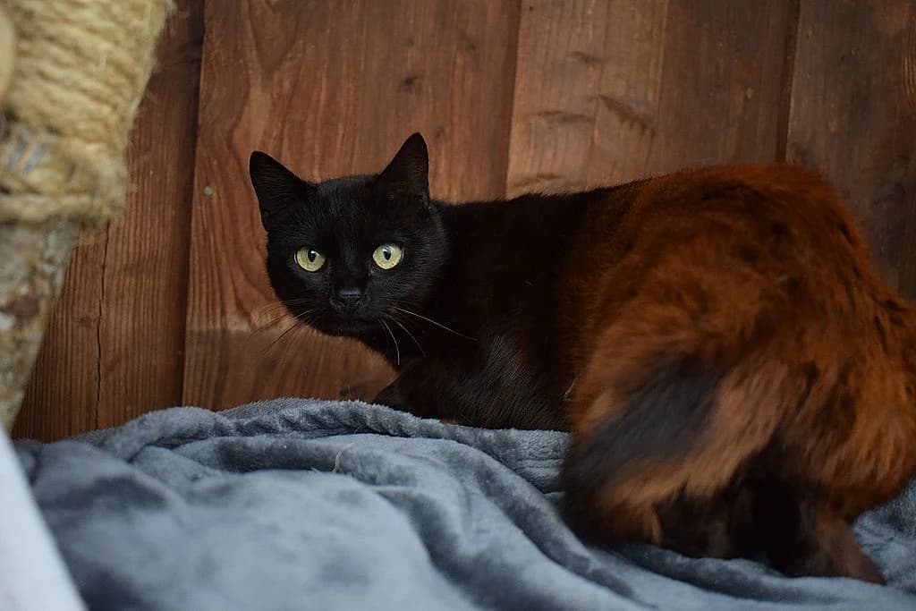Skyla,  senior European Shorthair for adoption at Tierheim Quellenhof Passbrunn