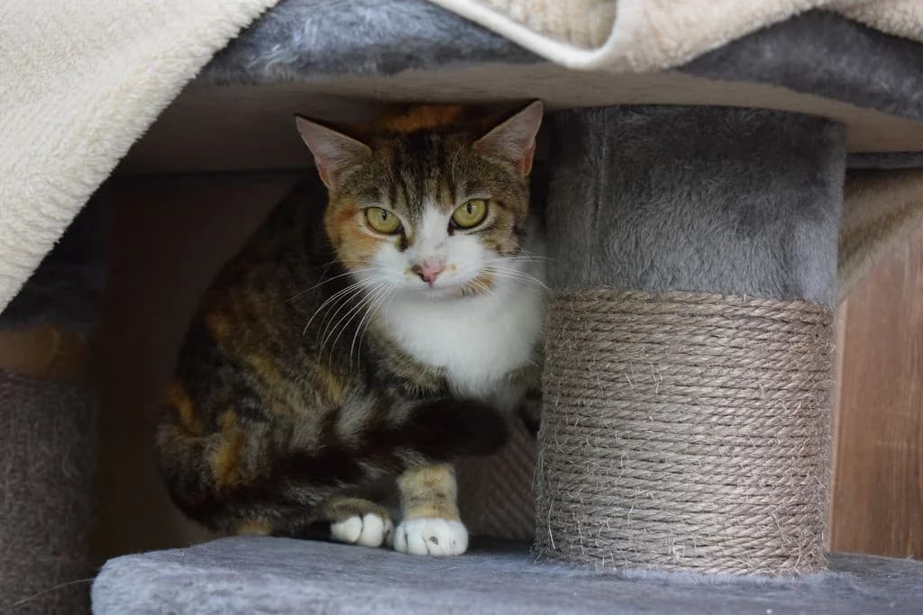 Salome,  young European Shorthair for adoption at Tierheim Quellenhof Passbrunn