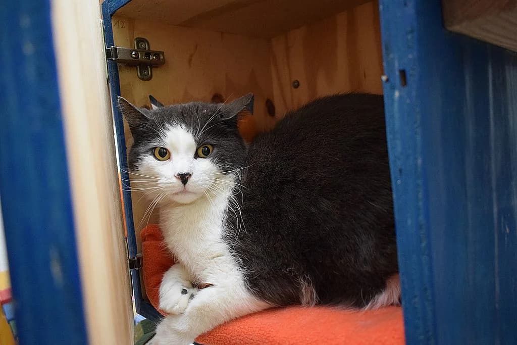 Hudson,  7yo European Shorthair for adoption at Tierheim Quellenhof Passbrunn