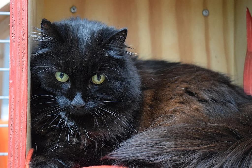 Lilly,  senior European Shorthair for adoption at Tierheim Quellenhof Passbrunn