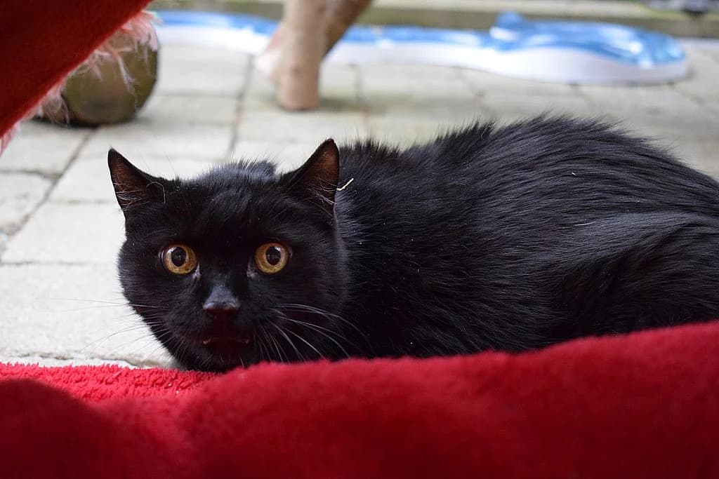Lucky,  senior European Shorthair for adoption at Tierheim Quellenhof Passbrunn