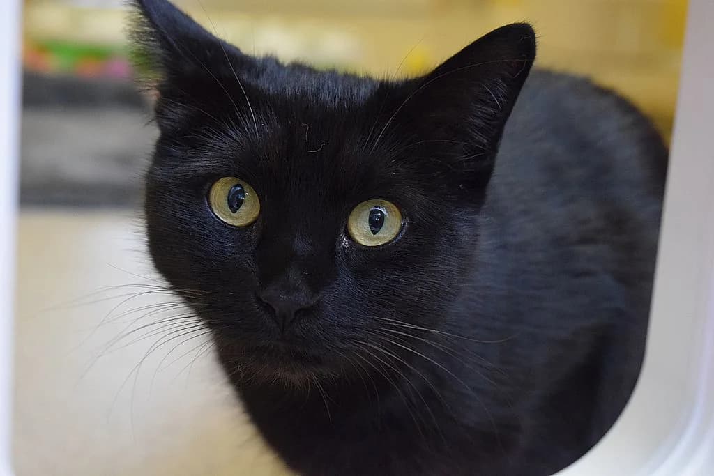 Ebi,  6yo European Shorthair for adoption at Tierheim Quellenhof Passbrunn