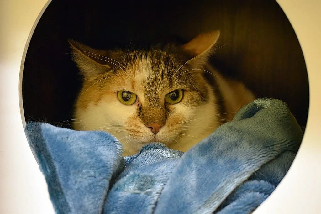 Nala,  3yo European Shorthair for adoption at Tierheim Quellenhof Passbrunn