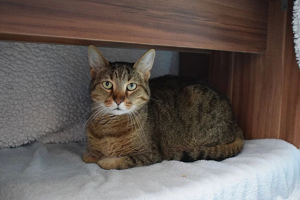 Gismo,  6yo European Shorthair for adoption at Tierheim Quellenhof Passbrunn