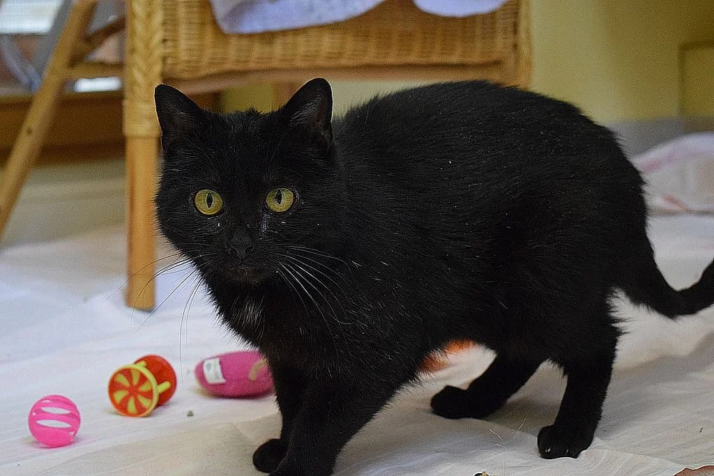Selina,  6yo European Shorthair for adoption at Tierheim Quellenhof Passbrunn