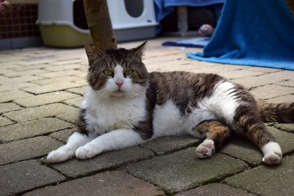 Emir,  3yo European Shorthair for adoption at Tierheim Quellenhof Passbrunn