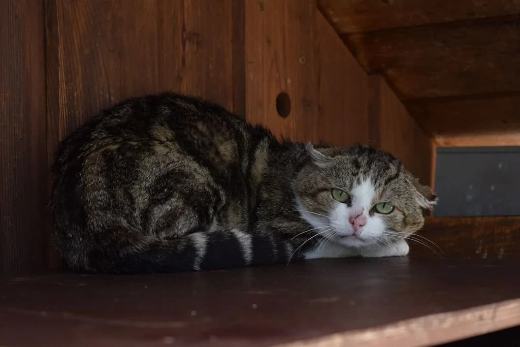 Hermann,  7yo European Shorthair for adoption at Tierheim Quellenhof Passbrunn