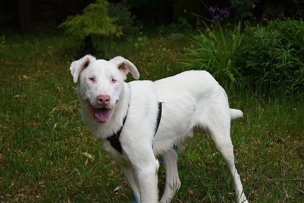 Shiro,  young Border Collie for adoption at Tierheim Quellenhof Passbrunn