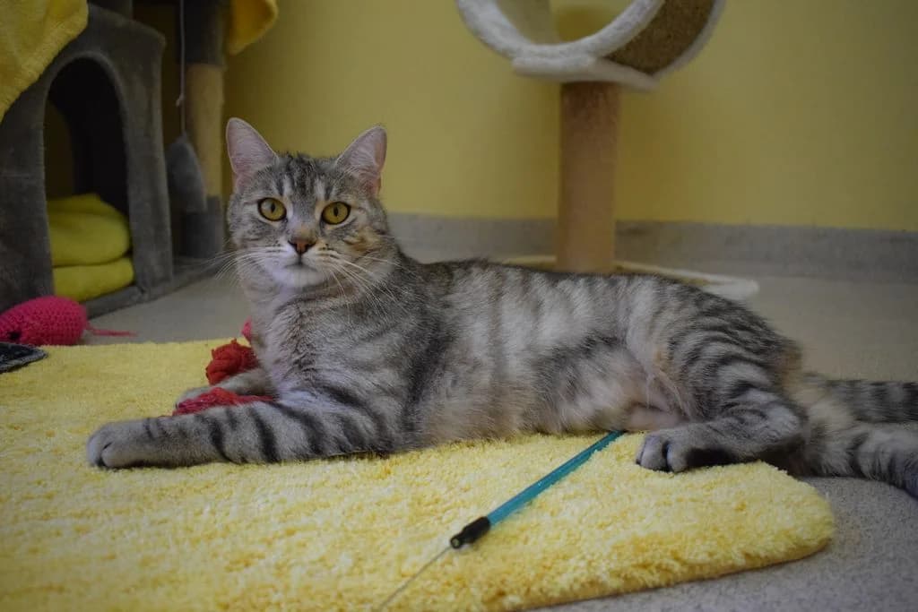 Zenzi,  young European Shorthair for adoption at Tierheim Quellenhof Passbrunn