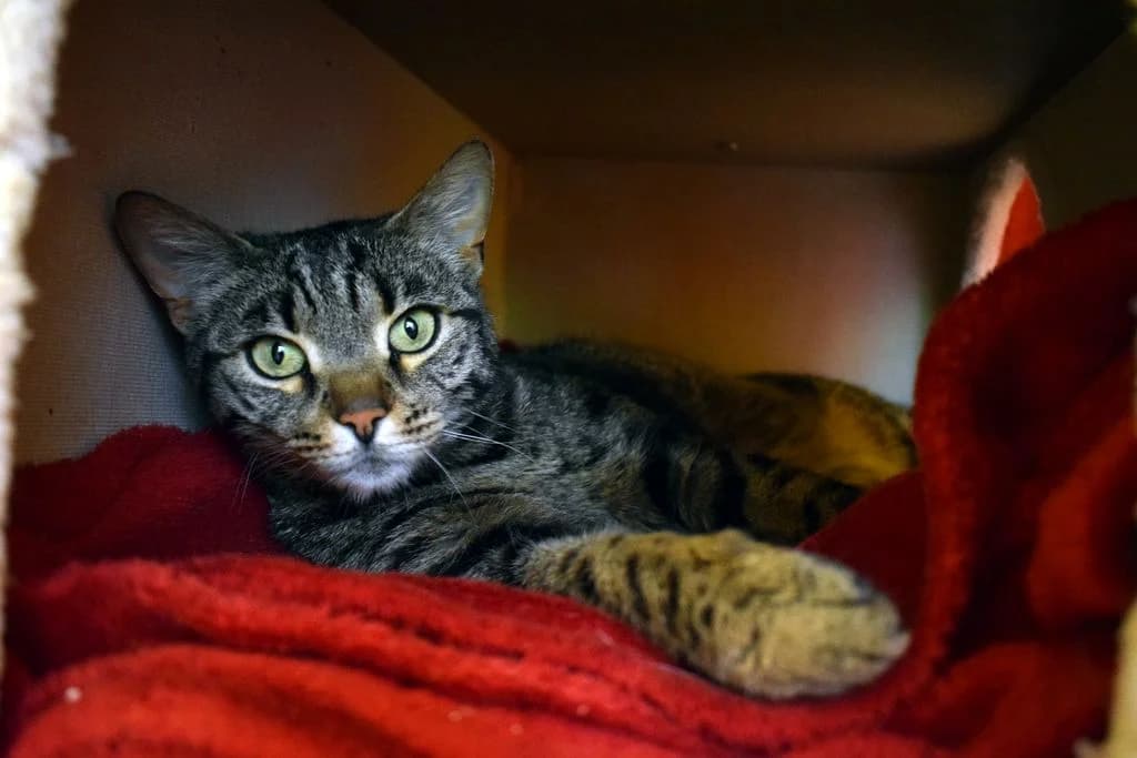 Frieda,  3yo European Shorthair for adoption at Tierheim Quellenhof Passbrunn