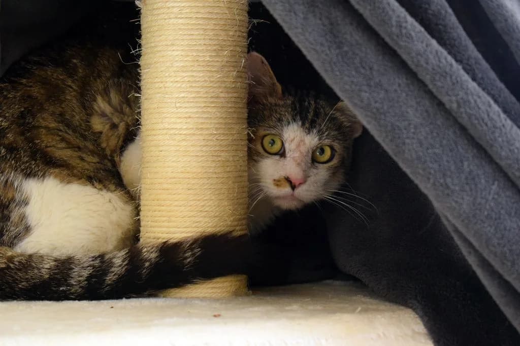 Vito,  senior European Shorthair for adoption at Tierheim Quellenhof Passbrunn