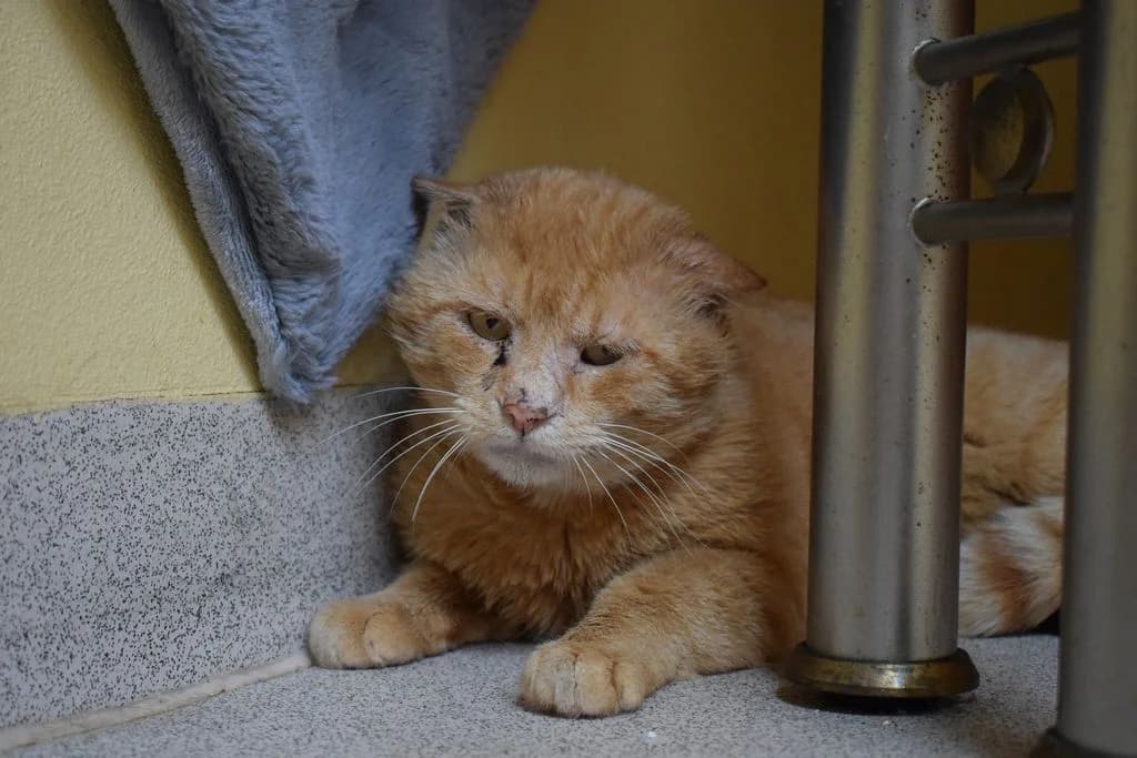 Valerio,  5yo European Shorthair for adoption at Tierheim Quellenhof Passbrunn