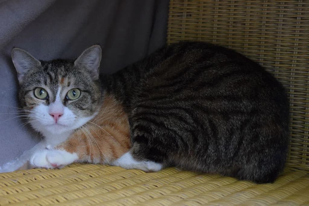 Pamina,  3yo European Shorthair for adoption at Tierheim Quellenhof Passbrunn