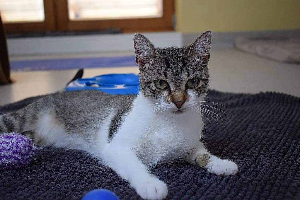 Bali,  young European Shorthair for adoption at Tierheim Quellenhof Passbrunn