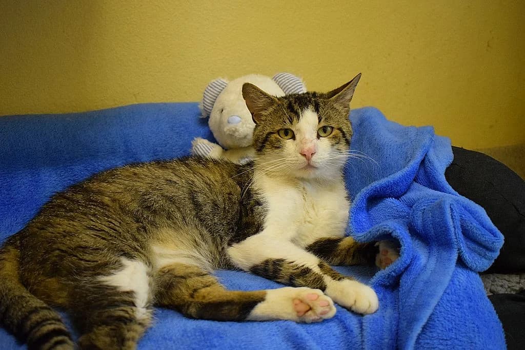 Valentin,  young European Shorthair for adoption at Tierheim Quellenhof Passbrunn