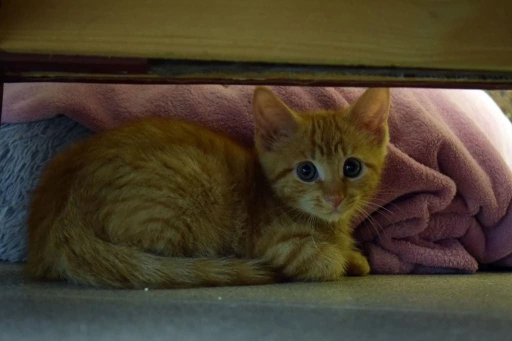 Stöps,  puppy European Shorthair for adoption at Tierheim Quellenhof Passbrunn