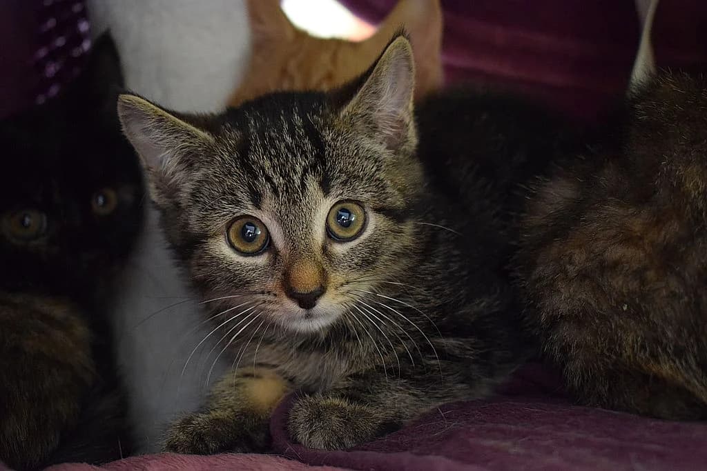 Suki,  puppy European Shorthair for adoption at Tierheim Quellenhof Passbrunn