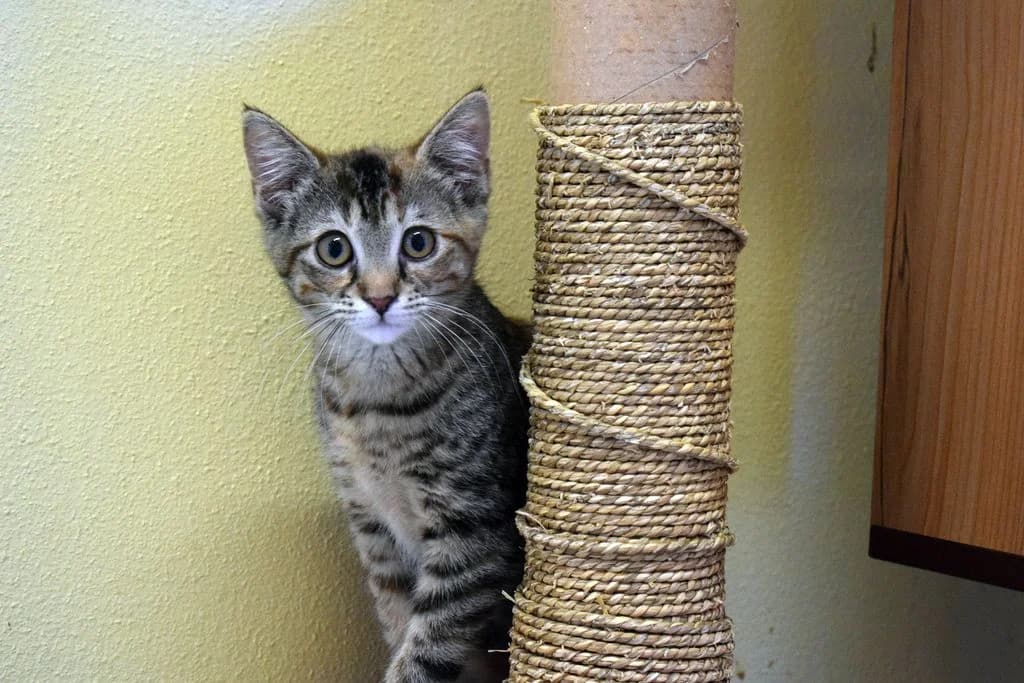Delaya,  puppy European Shorthair for adoption at Tierheim Quellenhof Passbrunn