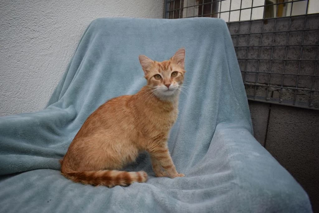 Denise,  young European Shorthair for adoption at Tierheim Quellenhof Passbrunn