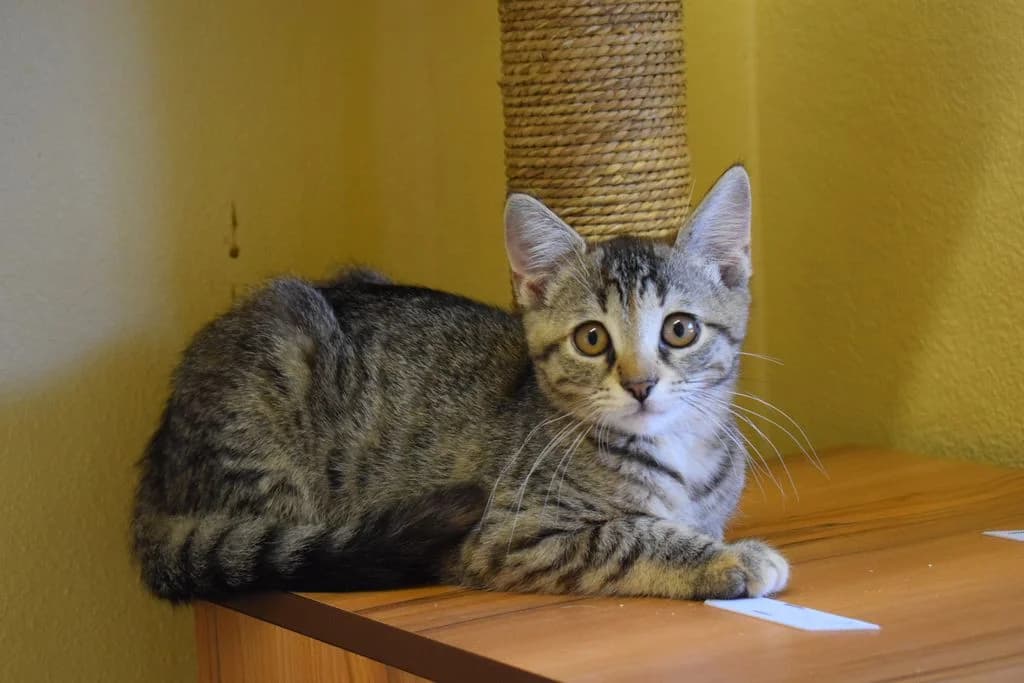 Devina,  puppy European Shorthair for adoption at Tierheim Quellenhof Passbrunn