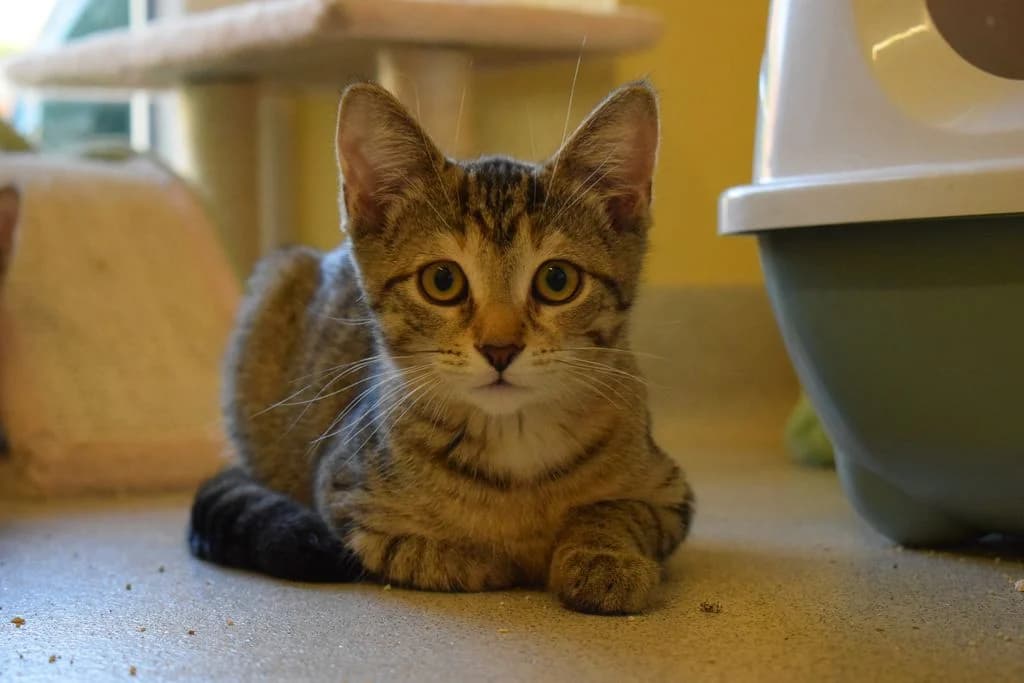 Desiree,  puppy European Shorthair for adoption at Tierheim Quellenhof Passbrunn