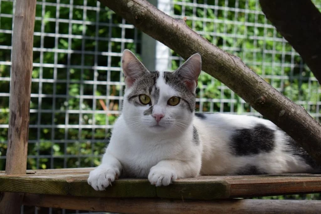 Anubis,  young European Shorthair for adoption at Tierheim Quellenhof Passbrunn