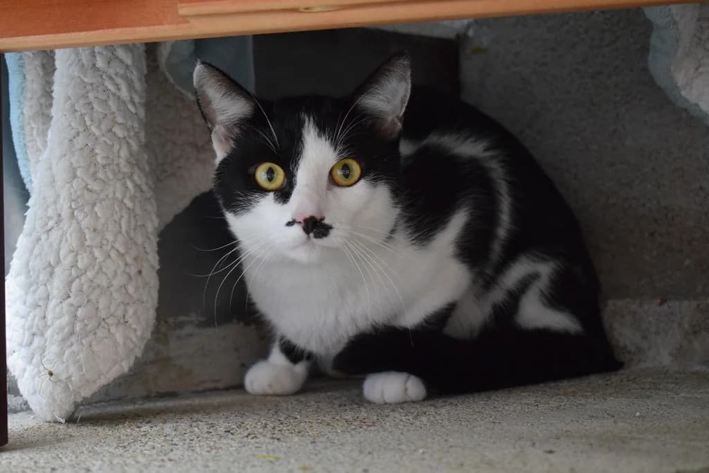 Shadow, European Shorthair (Tierheim Quellenhof Passbrunn)
