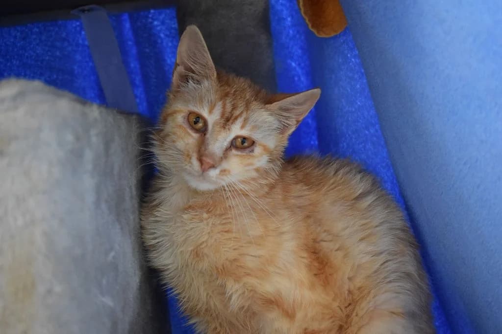 Cherry,  young European Shorthair for adoption at Tierheim Quellenhof Passbrunn