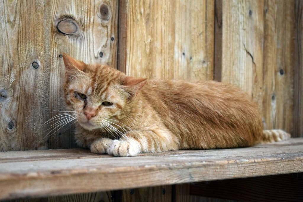 Mango,  young European Shorthair for adoption at Tierheim Quellenhof Passbrunn