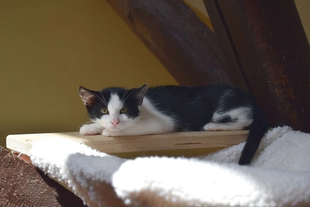 Amias,  puppy European Shorthair for adoption at Tierheim Quellenhof Passbrunn