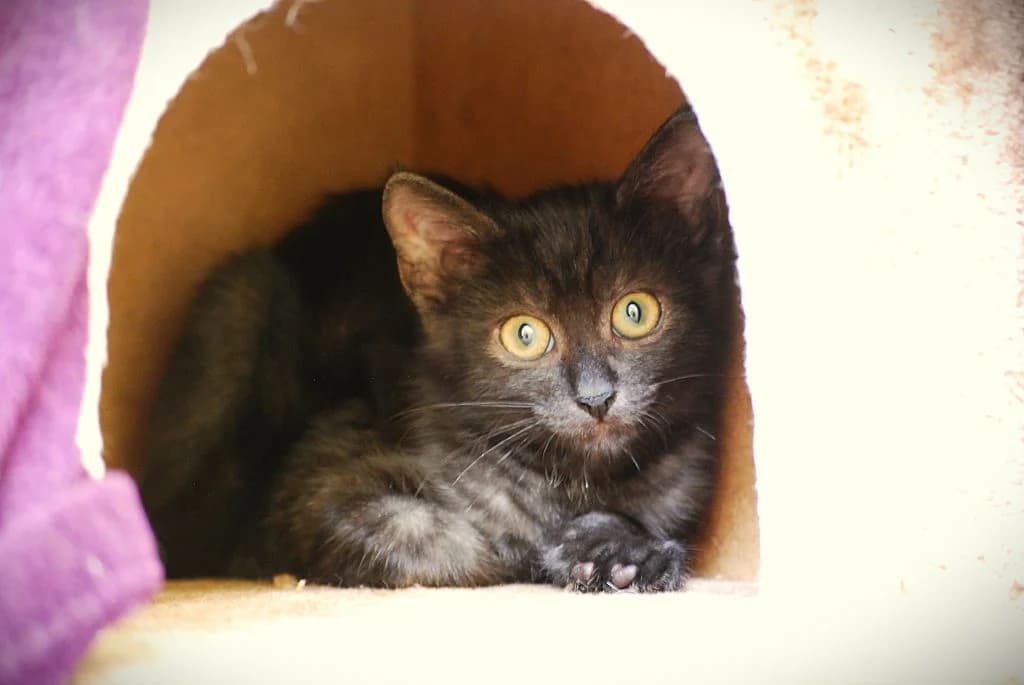 Aras,  puppy European Shorthair for adoption at Tierheim Quellenhof Passbrunn