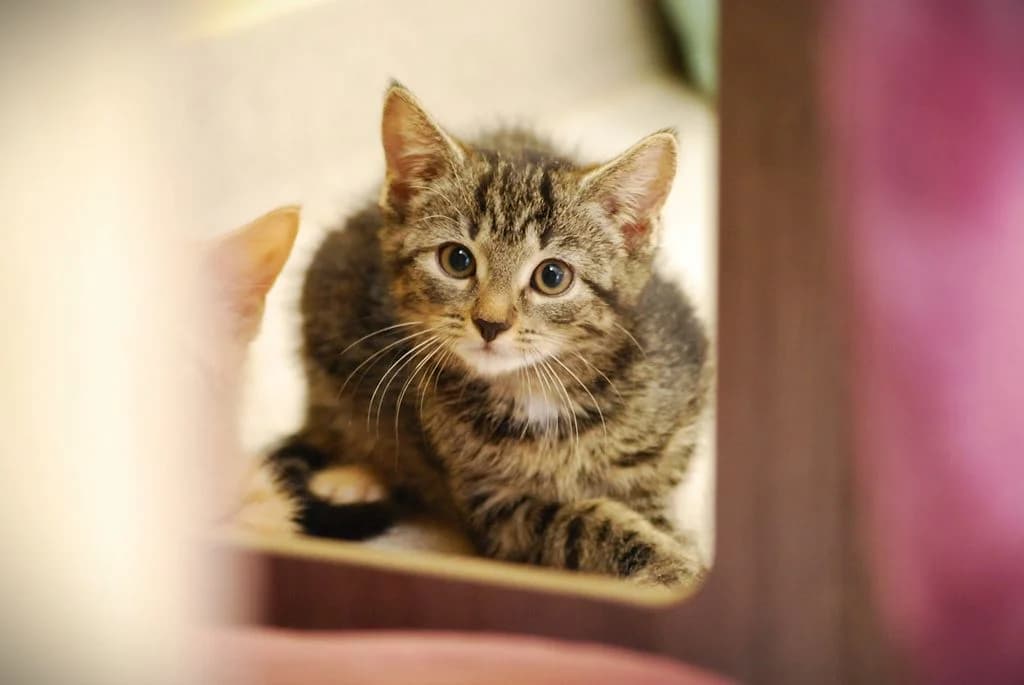 Alaric,  puppy European Shorthair for adoption at Tierheim Quellenhof Passbrunn