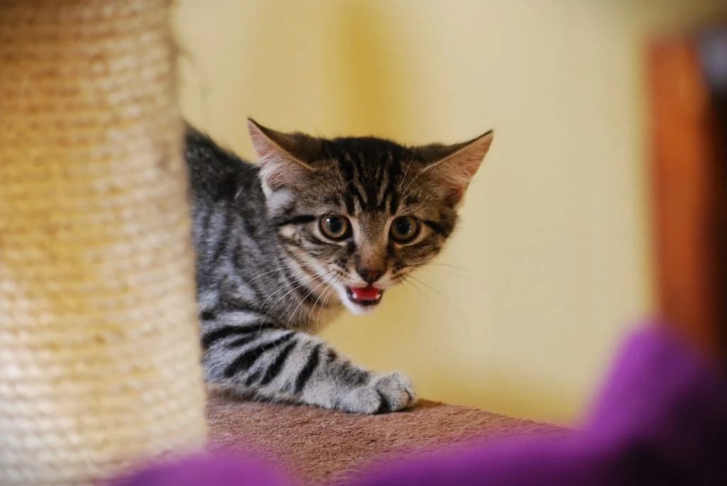 Aurelio,  puppy European Shorthair for adoption at Tierheim Quellenhof Passbrunn