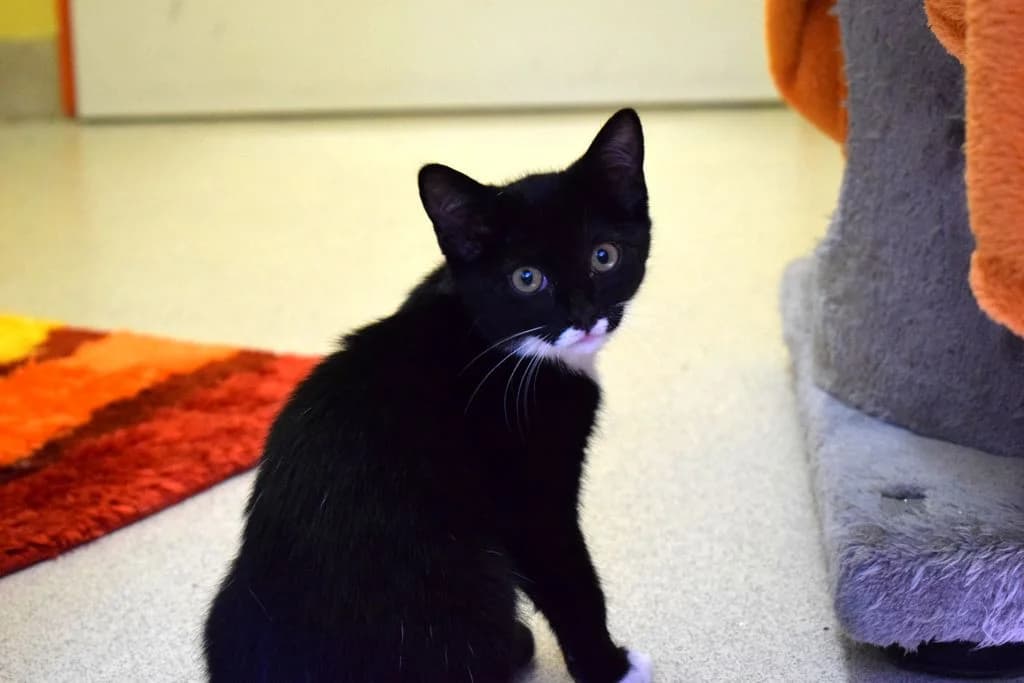 Luma,  puppy European Shorthair for adoption at Tierheim Quellenhof Passbrunn