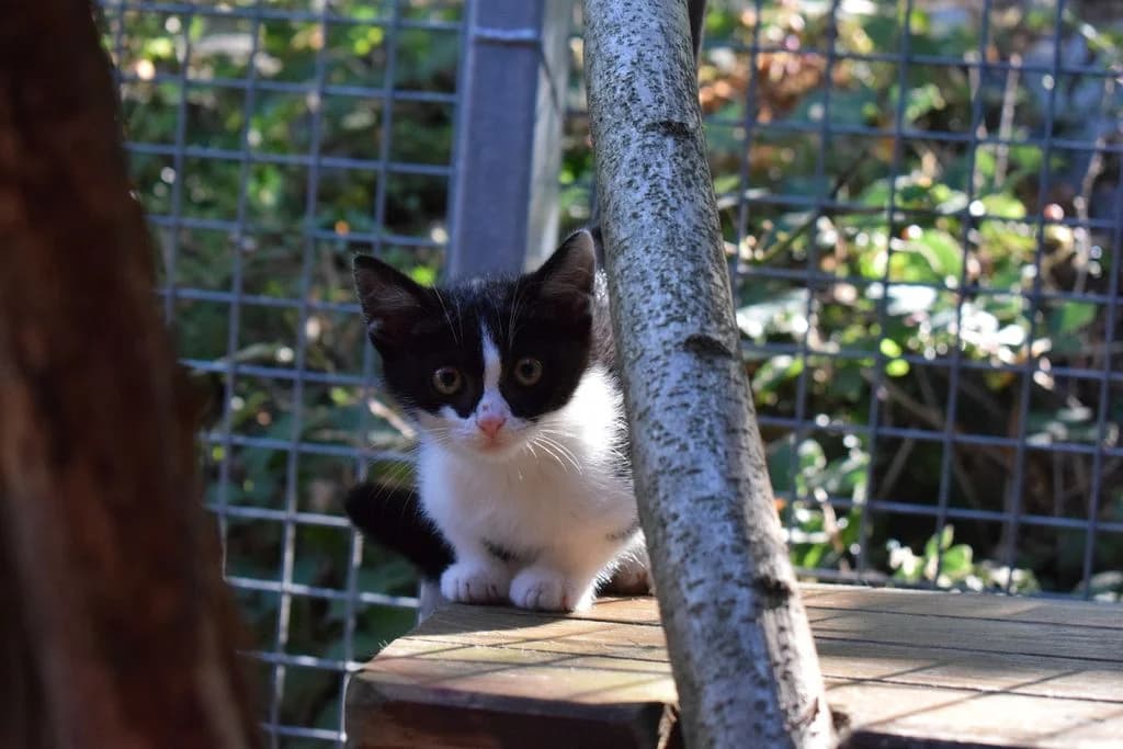 Kibo,  puppy European Shorthair for adoption at Tierheim Quellenhof Passbrunn