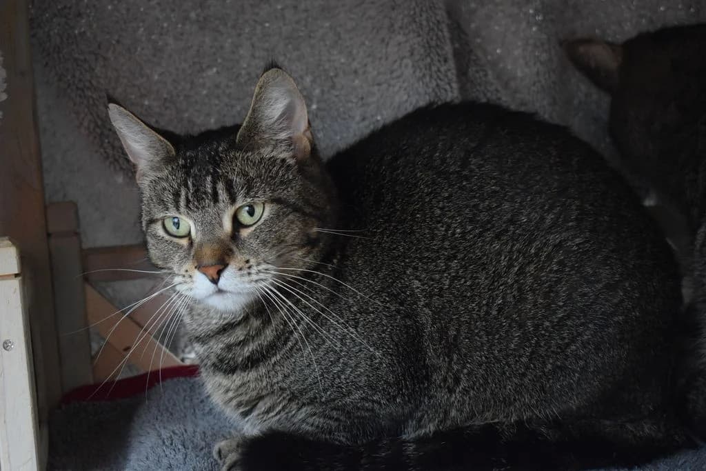 Silke,  6yo European Shorthair for adoption at Tierheim Quellenhof Passbrunn