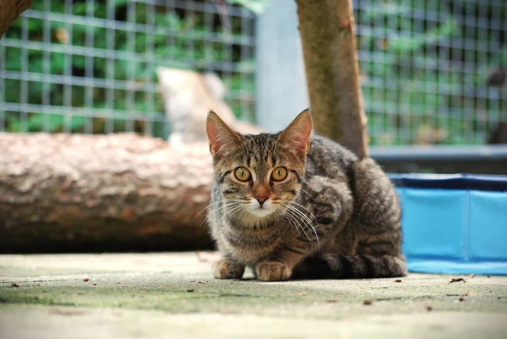 Rubia,  puppy European Shorthair for adoption at Tierheim Quellenhof Passbrunn
