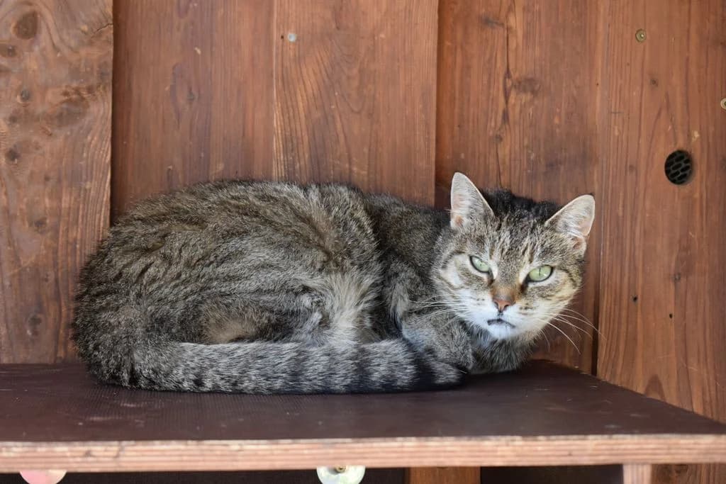 Sandra,  6yo European Shorthair for adoption at Tierheim Quellenhof Passbrunn