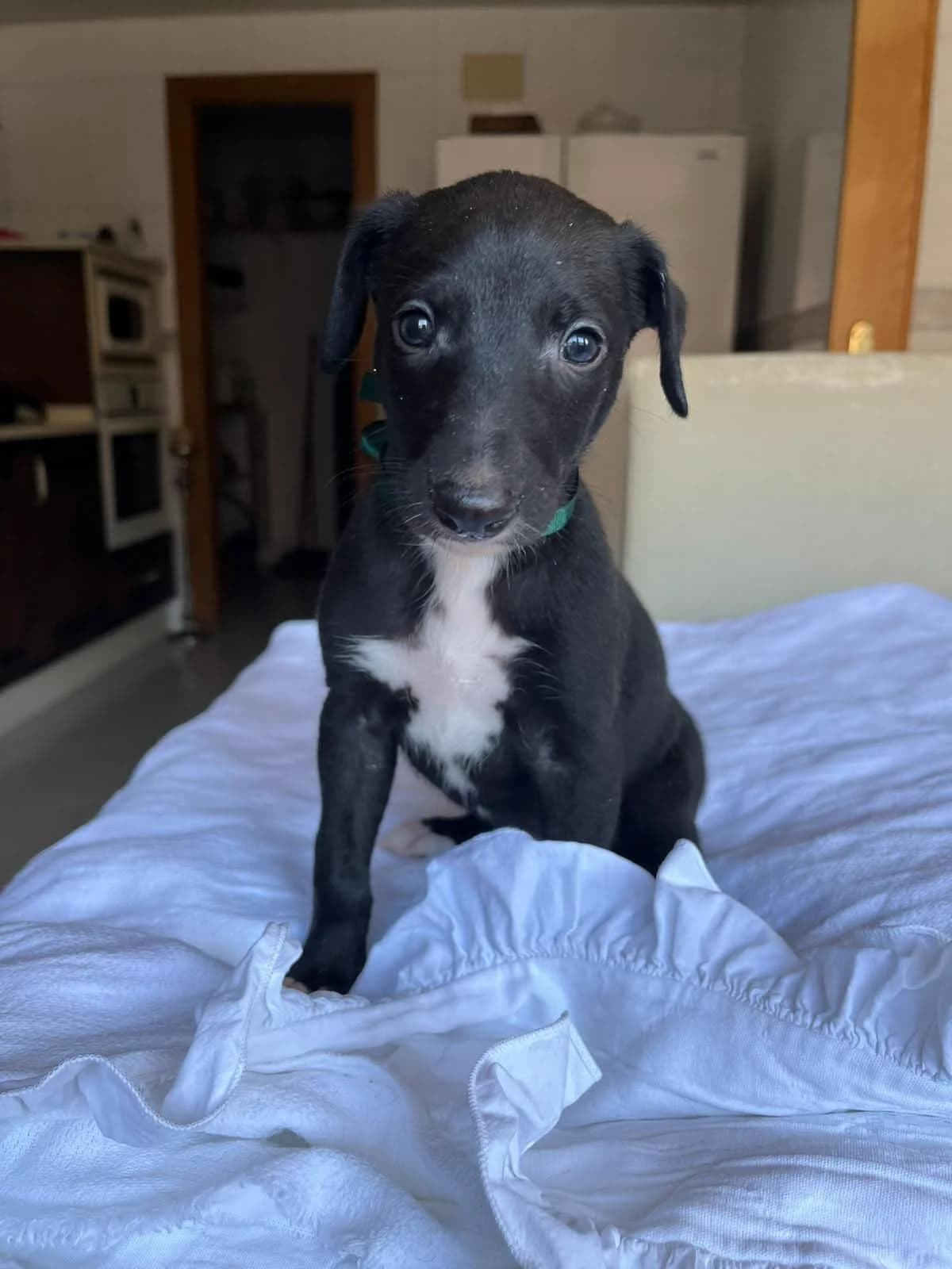 Nero, male puppy Mixed Breed for adoption at Refugio Casas Ibanez e.V., Wiesbaden