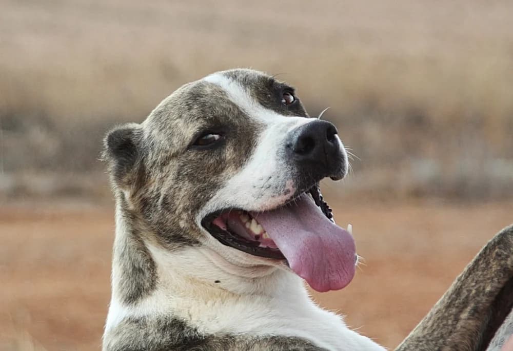 Ali, male senior Mixed Breed for adoption at Refugio Casas Ibanez e.V., Wiesbaden