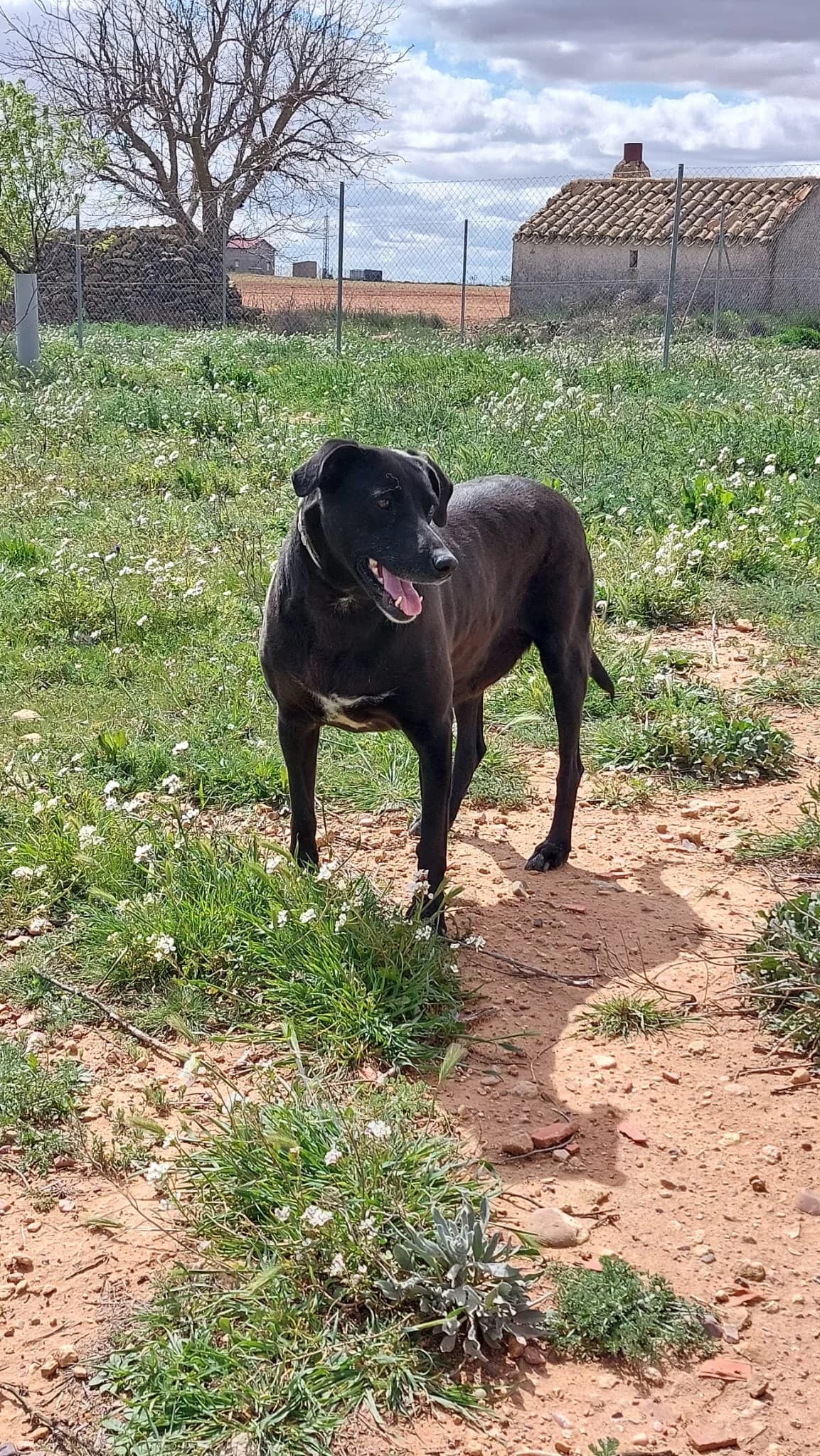 Ara, female senior Mixed Breed for adoption at Refugio Casas Ibanez e.V., Wiesbaden