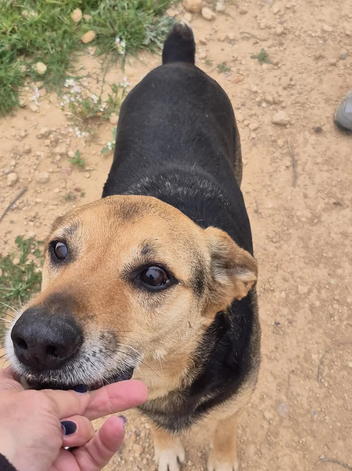 Dex, male senior Mixed Breed for adoption at Refugio Casas Ibanez e.V., Wiesbaden