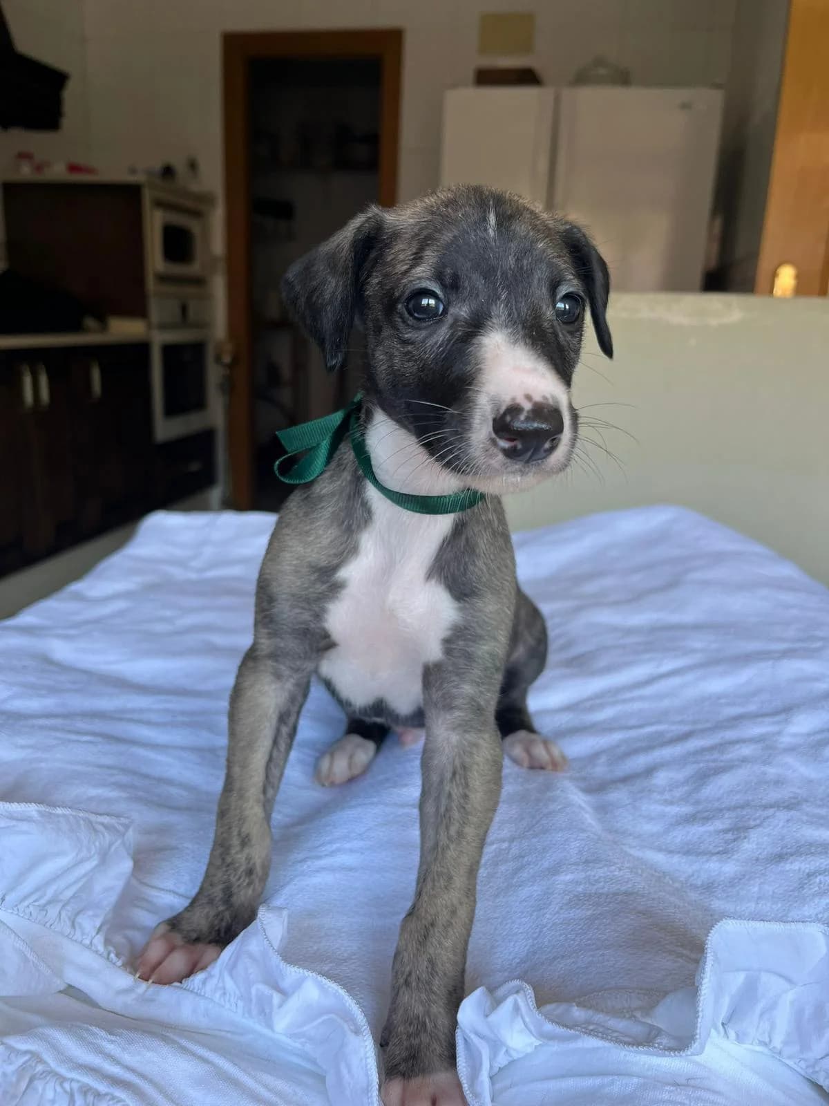 Flint, male puppy Mixed Breed for adoption at Refugio Casas Ibanez e.V., Wiesbaden