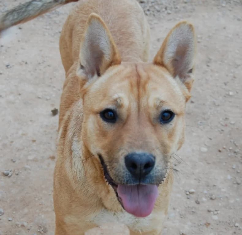 Holly, female senior Mixed Breed for adoption at Refugio Casas Ibanez e.V., Wiesbaden