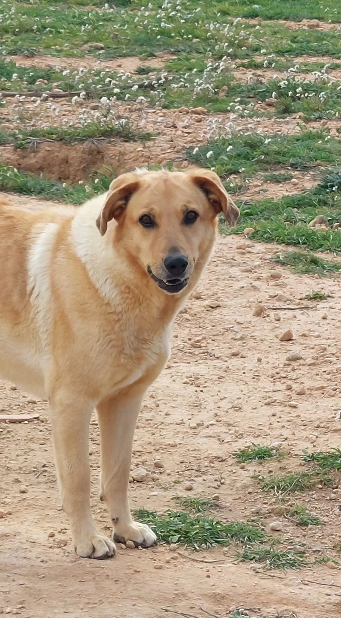 Jessi, female Mixed Breed for adoption at Refugio Casas Ibanez e.V.