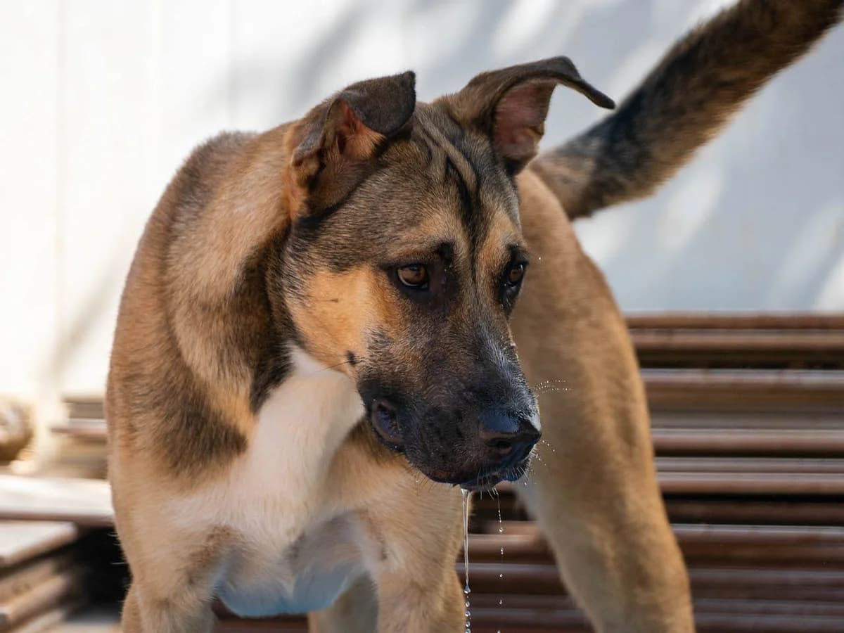 Jimmy, male 5yo Mixed Breed for adoption at Refugio Casas Ibanez e.V., Wiesbaden