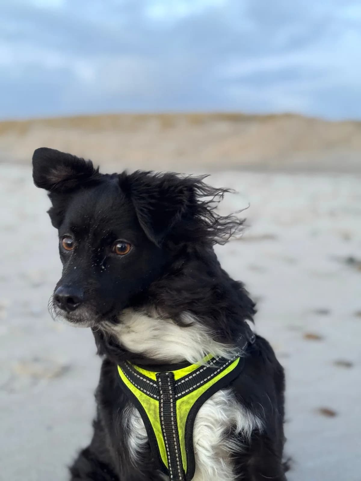 Kalo, male Mixed Breed for adoption at Refugio Casas Ibanez e.V.