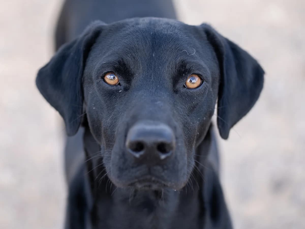 Leo, male Mixed Breed for adoption at Refugio Casas Ibanez e.V.
